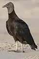 クロコンドル（パナマ）