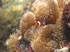 クマノミ