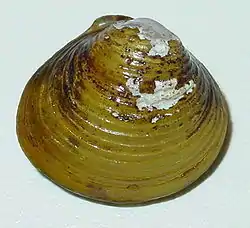 Neoheterodontei シジミ科