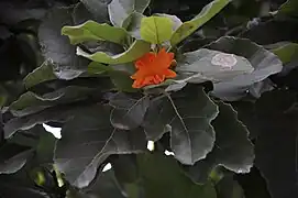 葉と花