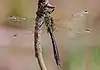 Cordulia aenea