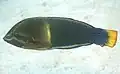 雄の成魚。