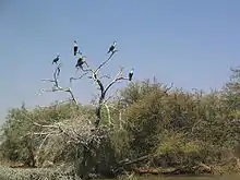 ジュッジ鳥類国立公園 - （1981年、自然遺産）