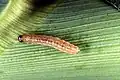 ブドウ虫の代わりに使われているメイガ科のアワノメイガの幼虫