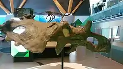 コロノサウルス・ブリンクマニ頭骨(フィリップカリー博物館所蔵)