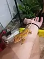 人との大きさ比較