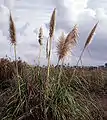 Cortaderia jubata