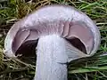 ひだを隠す被膜がクモの巣状になるフウセンタケ属Cortinarius alboviolaceus