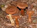 オレラニンを含むC. rubellus