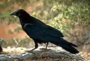 一羽の黒いカラス。一羽の黒いカラスを観察しても、「全てのカラスが黒い」とは証明できない。
