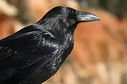 ワタリガラスの上半身