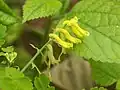 花序の拡大像
