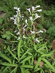 花は少数。この個体の苞は全縁。