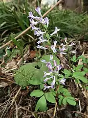 比べると小葉が広いタイプ。