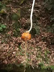 地下に球形の塊茎がある。