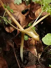鱗片葉の腋から茎がでる。