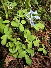 小葉が広卵形のタイプ。