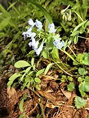 苞は歯牙か欠刻がある。