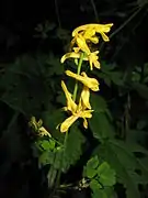 花は濃黄色でやや密につく。