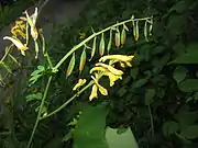 和名のとおり、果実は細長い。