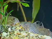 コリドラス・トリリネアトゥス