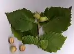 セイヨウハシバミ(カバノキ科)の堅果