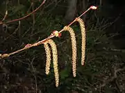 たれさがる雄花序