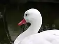 頭部
