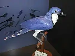 マダガスカルカッコウ