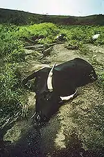 窒息死した牛