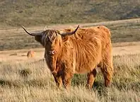 Bos taurus