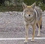 舗装された道路を歩くコヨーテ(アリゾナ州)