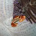 マクタン島周辺の海域の生物