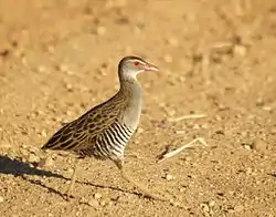 アフリカヒメクイナ