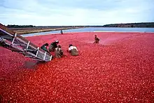 クランベリー果実を水選する人々（アメリカのニュージャージー州）