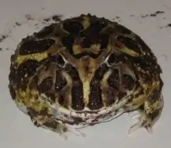 クランウェルツノガエルC. cranwelli