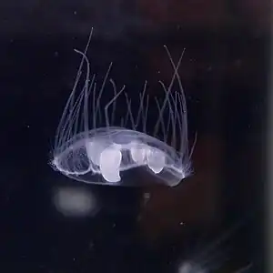 マミズクラゲ Craspedacusta sowerbyi