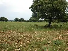 クロー平野