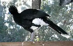 アオコブホウカンチョウ