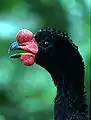 オスの頭部