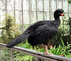 ホオダレホウカンチョウ