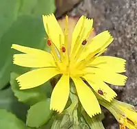 花の細部