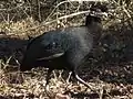 カンムリホロホロチョウG. pucherani