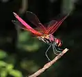 オス