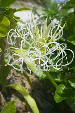 Crinum asiaticum var. japonicum