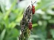 アスパラガスにつく害虫、ジュウシホシクビナガハムシ