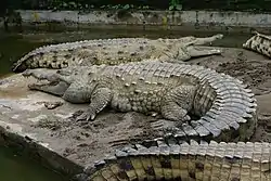 オリノコワニC. intermedius