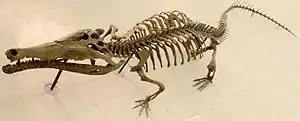 マチカネワニ