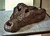 "Asiatosuchus" germanicus の頭骨