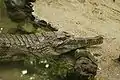 アフリカクチナガワニC. cataphractus